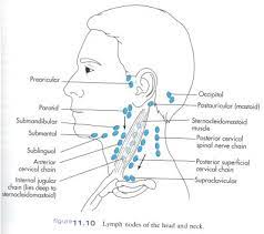 Deep cervical lymph nodes are associated with their positions adjacent to the internal jugular vein, which runs near the sides of the. Occipital Lymph Nodes Lymph Node Occipital Lymph Nodes Anatomy Of The Neck Cervical
