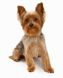 1.4 short sides, long top boy hairstyles. Different Yorkie Haircut Styles
