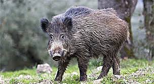 Check spelling or type a new query. Babi Hutan Penerangan Jangkauan Gaya Hidup Habitat Makanan Musuh Pembiakan Gambar Dan Video Haiwan