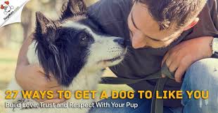 Grab some treats and then sit beside your dog, waiting for them to look at you. 27 Ways How To Get A Dog To Like You Build Love Trust
