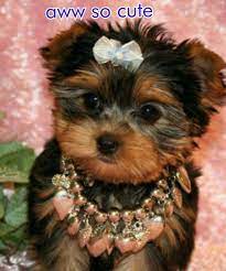 Yorkie Puppies Yorkie Puppy Teacup Yorkie Puppy Yorkie