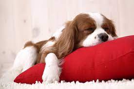 Do Dogs Dream What Do They Dream About Petbarn