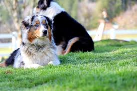 However, this courageous and dependable dog. Australian Shepherd Breeder Aussie Puppies Deadwood Oregon