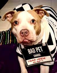 We did not find results for: It S Timeeeee These Are Our Finalists For The Halloween Contest The One With The Most Likes W Holistic Pet Care Dog Day Care Center Holistic Pet