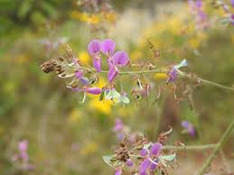 Image result for Grona adscendens