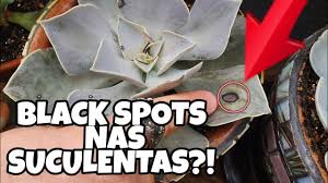 Como acabar com pulgoes e fumagina nas plantas. Como Eliminar Os Olhos Negros Nas Suculentas Fungos No Jardim Youtube