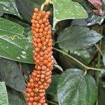 Image result for Piper guineense