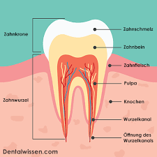 Das ziehen eines zahnes, ohne operativen eingriff, wird in der zahnmedizin als extraktion beziehungsweise zahnextraktion bezeichnet. Zahn Ziehen So Machen Sie Das Beste Daraus Dentalwissen