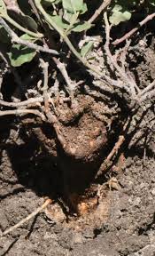 Image result for Commicarpus pentandrus