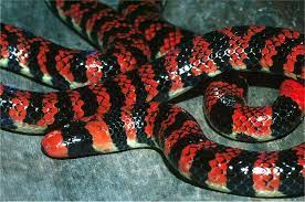 Calphotos Anilius Scytale Anilius Coral Snake Snake Animals