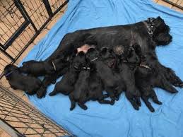 Don't miss what's happening in your neighborhood. Giant Schnauzer Puppies For Sale With Additional Training Only Gs Puppies Build A Beast Or Super Dog