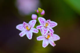 Check spelling or type a new query. Epidendrum Fimbriatum Tiny White Flowers With Pink Purple Spots Colombia By Ferdy Christant Jungledragon