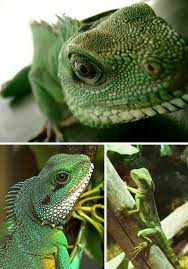 59 Dragons Ideas Jamie Campbell Jamie Campbell Bower Jace Wayland