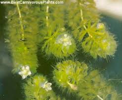 Image result for Aldrovanda vesiculosa