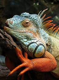 Yes I Know I M Handsome Via Lalulutres Animals Beautiful Amphibians Reptiles