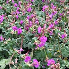 Image result for Geranium vagans