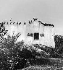 Vanishing Vultures A Grave Matter For ...