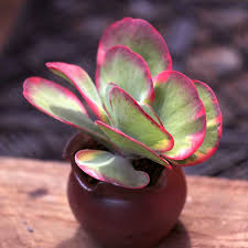 Image result for Kalanchoe thyrsiflora