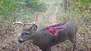 Video Zombie Deer With Unbelievable Wound Caught On Trail Camera Meateater Hunting