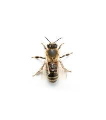 Abeilles Guepes Et Bourdons Espace Pour La Vie