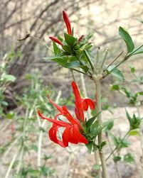 Image result for Justicia scandens