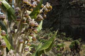 Image result for Dendrosenecio erici-rosenii