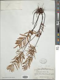 Image result for Pellaea dura