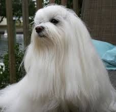 Missy Beautiful Maltese If I Keep Her Hair Long Bichon Maltais Chien Maltais
