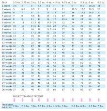 Mini Aussie Growth Chart Goldenacresdogs Com