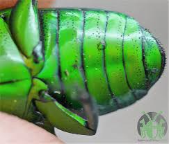 Image result for Schlechterella africana