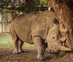 As of april 2021 there are a total of nine northern white rhino embryos created. Home Biorescue