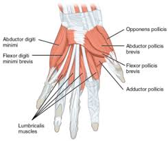 Image result for Normal Anatomic Position of the Hand and Wrist