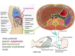 Pin By Dharmin Trivedi On Anatomy Abdominal Cavities Pouch