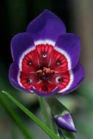 Send flowers to dominican republic using our online flowers and gifts delivery service. Flowers In The Dominican Republic í¬ê·í ê½ ë¤ì¡ ìë¬¼ ìë¦ë¤ì´ ê½