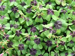 Image result for Oxalis tetraphylla
