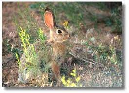 Desert Cottontail Desertusa