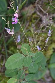 Image result for Desmodium