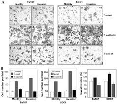 The cytoplasmic domain of N-cadherin modulates MMP‑9 induction in oral  squamous carcinoma cells