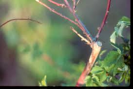 Image result for Raspberry spur blight