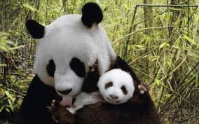Tap and hold on an empty area. 250 Panda Hd Wallpapers Background Images