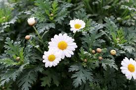 Das bild soll im textabsatz mit fließen. 130 Blumenarten Mit Bild Von A Z Blumensorten Lexikon
