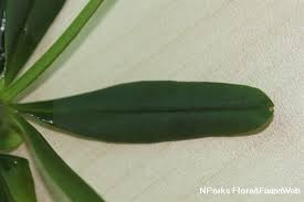 Image result for Talinum tenuissimum