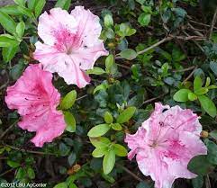 Conversation Piece Azalea Louisiana Super Plant Fall 2012 Plants Azaleas Plant Diseases