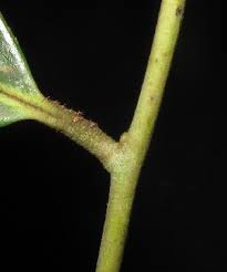 Image result for Diospyros chamaethamnus