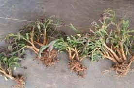 Maybe you would like to learn more about one of these? Repotting Christmas Cactus When How To Transplant Christmas Cactus