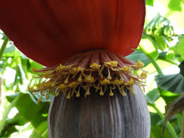 Image result for Musa paradisiaca