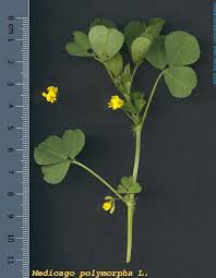 Image result for Medicago polymorpha