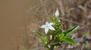 Image result for Triainolepis