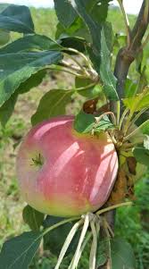 Parentage from sharon and connell red. Is This A Zestar Apple General Fruit Growing Growing Fruit
