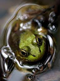 Use A Long Focal Length Macro Lens For Frogs Macro Photographers Macro Lens Macro